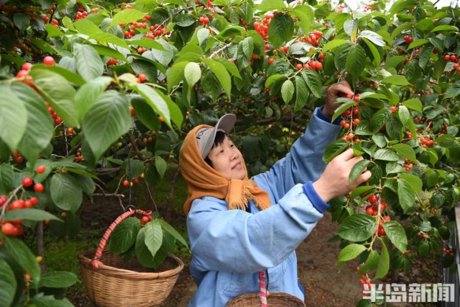 红川村民委员会最新项目，乡村振兴的新引擎